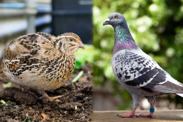 Quail vs. Pigeon