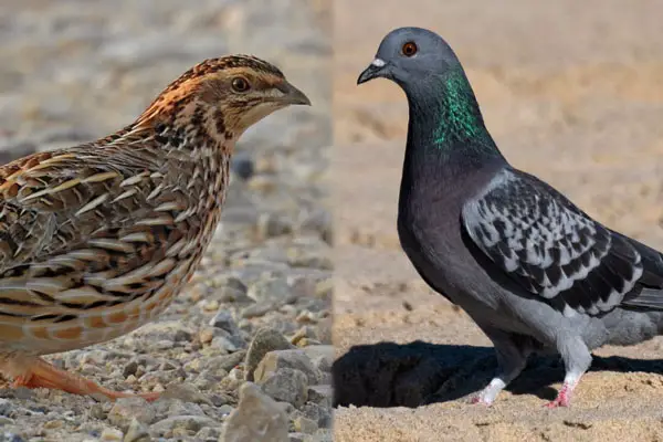 Quails vs Pigeons Overview