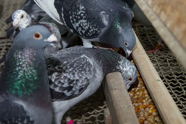 Raising Pigeons for Meat