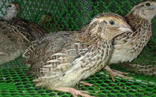 Raising Quails for Meat