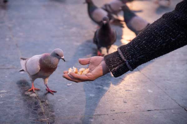 Risks For Pigeons Eating Bread