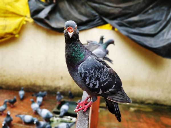 Risks For Pigeons Eating Fish