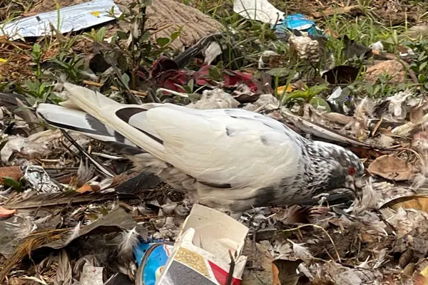 Risks For Pigeons Eating Insects