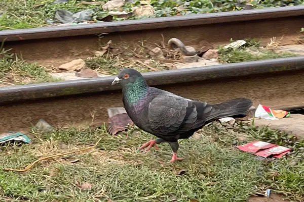 Taking Care Of A Pigeons Eyes