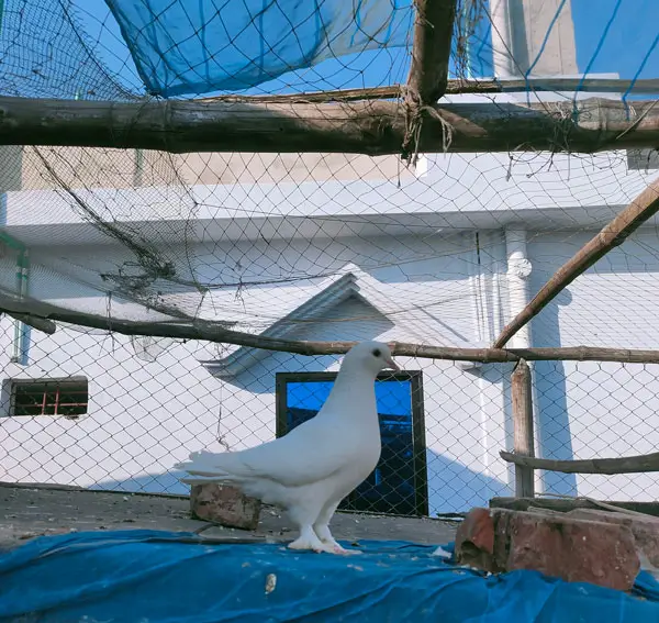 Use Netting Protect your Pigeons from Crows