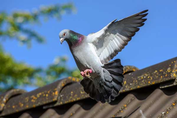 What Measures Can You Take to Make Your Roof Pigeon-free