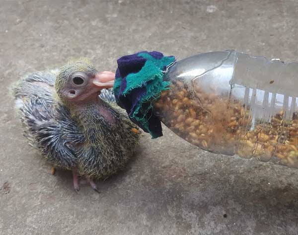 What to Feed And What Not To Feed Baby Pigeon