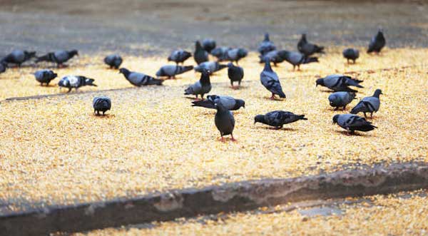 When Is The Best Time To Feed Corns To Pigeons