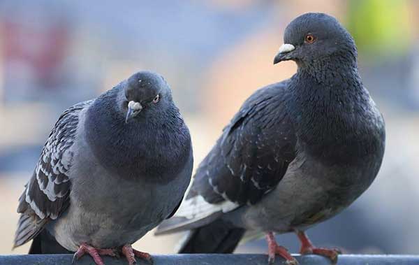 When Should You Be Concerned About Pigeons