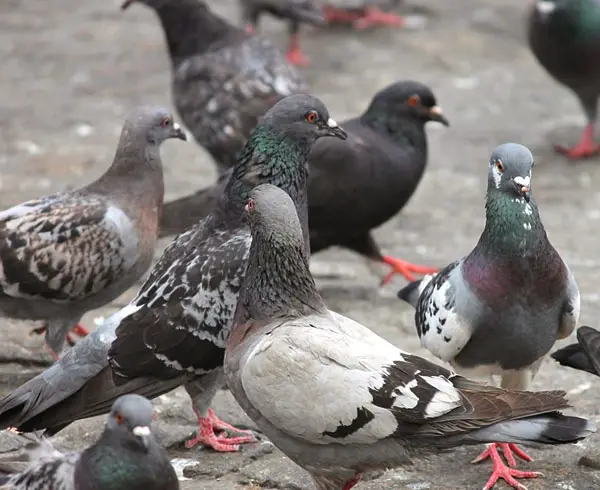 Which Pigeon Species Are Good To Raise for Meat
