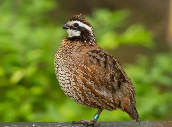 Which Quail Species Are Good To Raise for Meat