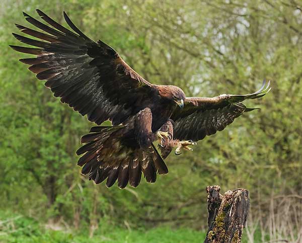 Why Do Eagle Hunts Pigeons Less