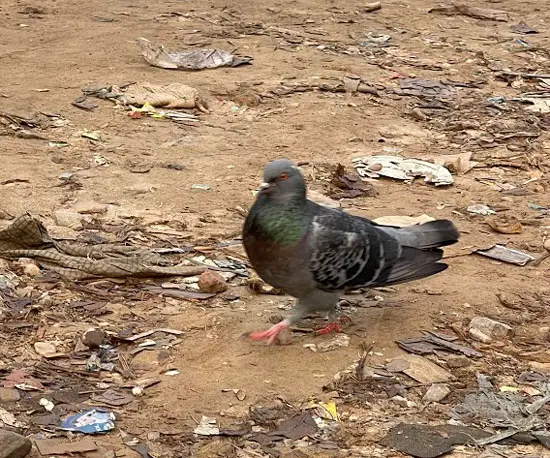 Why Do Pigeons Have Red Eyes