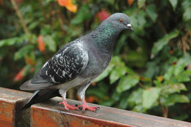 Why Do Pigeons Have Red Eyes