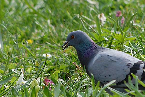 Why Do Pigeons Peck Around The Grass
