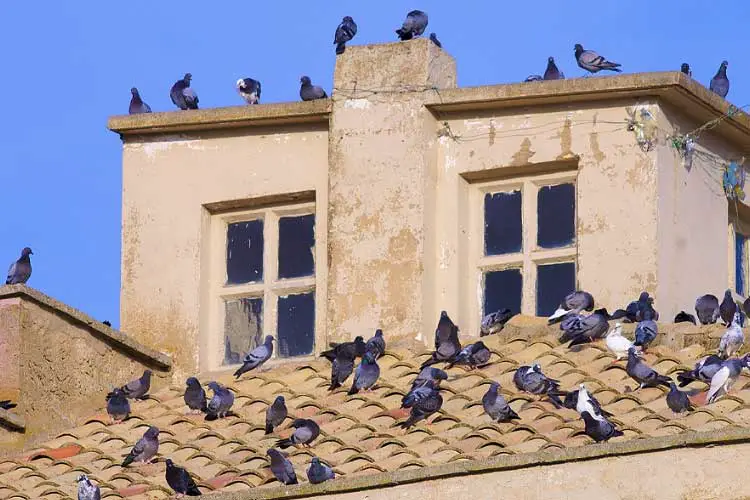 Why Do Pigeons Sit On My Roof?