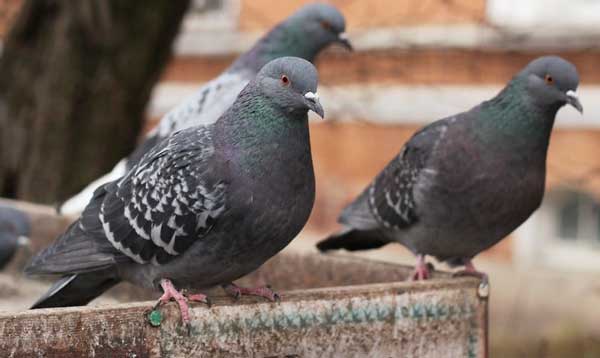 Why Do Pigeons Sit On My Roof