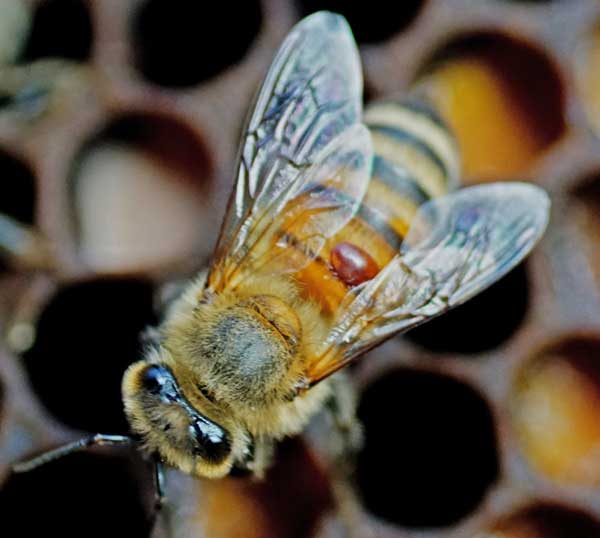 Why Shouldn't You Feed Bees to Pigeons