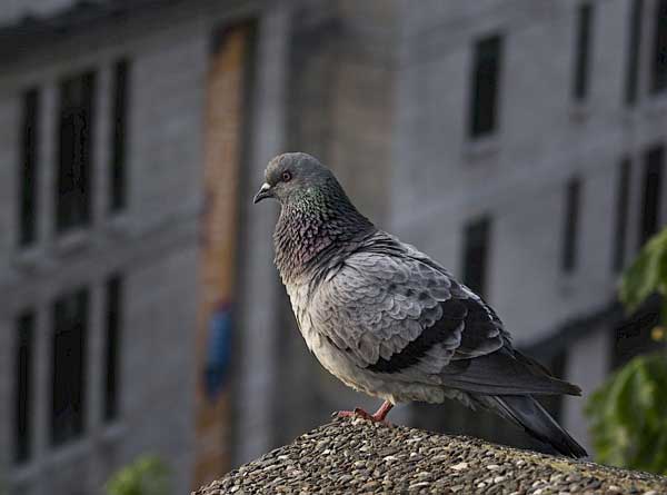 Why You Shouldn't Feed Grass To Pigeons