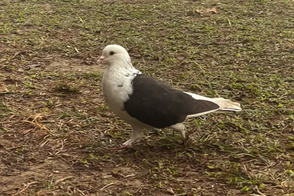 Why You Shouldn't Feed Ants to Pigeons