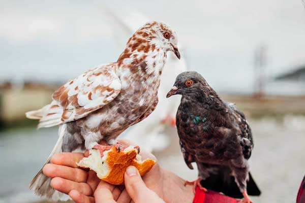 Why You Shouldn't Feed Bread to Pigeons