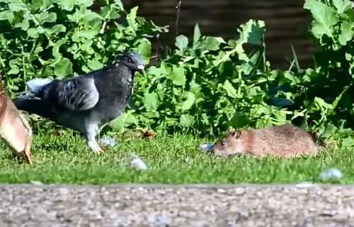 Why You Shouldn't Feed Mice To Pigeons