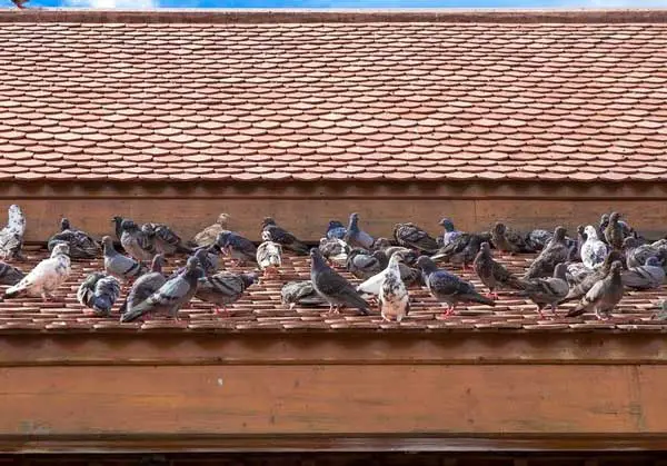 Your Roof Provides A Splendid View of Food Sources