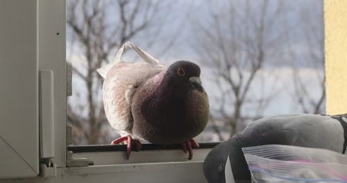 A food source attracting pigeons to the window