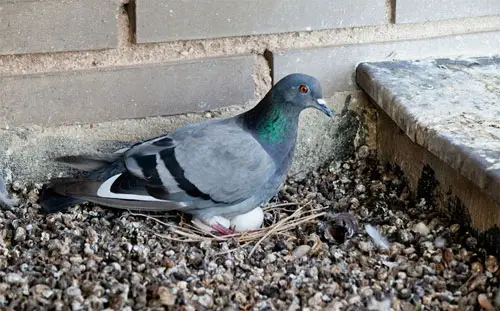 A pigeon nest with unhatched eggs