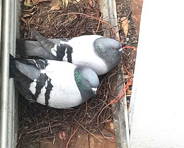 A pigeon roosting on a house window