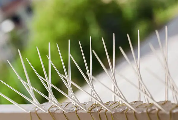 Anti-bird spikes