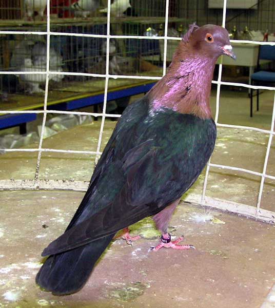 Archangel Pigeon Common Diseases