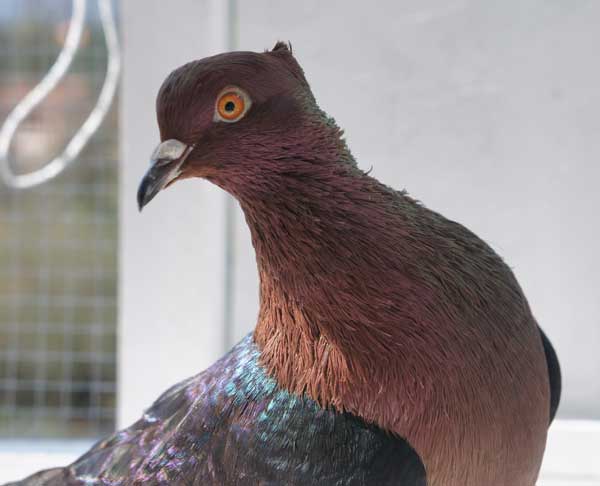 Archangel Pigeon Eyes