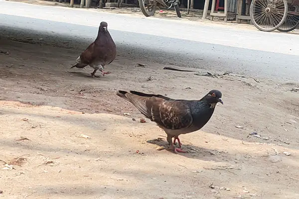 Are Pigeons Good Or Bad For The Environment