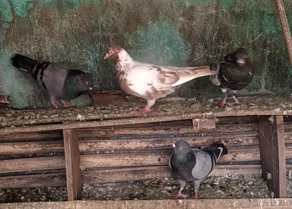 Baby Pigeon Diseases