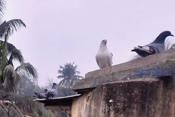 Barriers To Scaring Pigeons