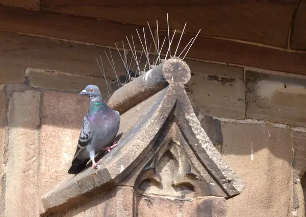 Bird Spikes