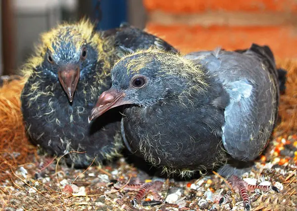 Can Baby Pigeons Survive Without Parents