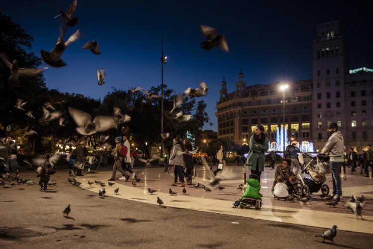 Can Pigeons Fly At Night? Here’s Everything You Need To Know