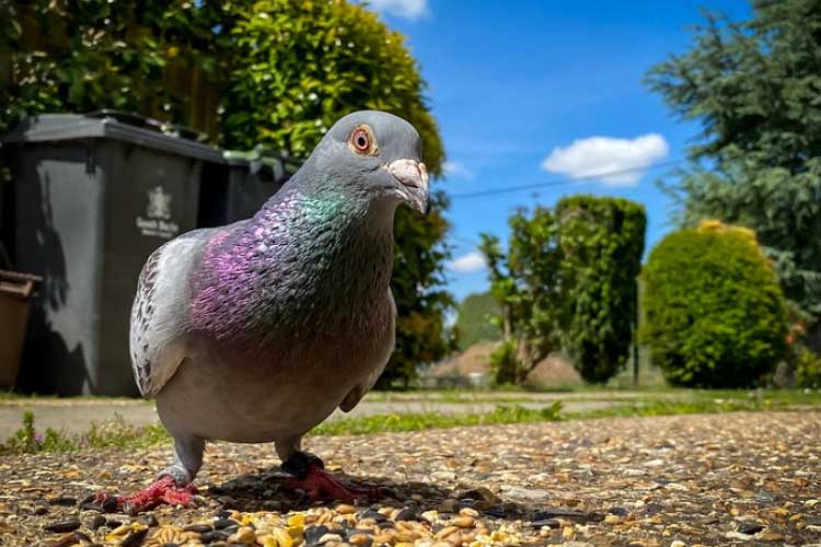 Can Pigeons Talk and Mimic Human Voices?