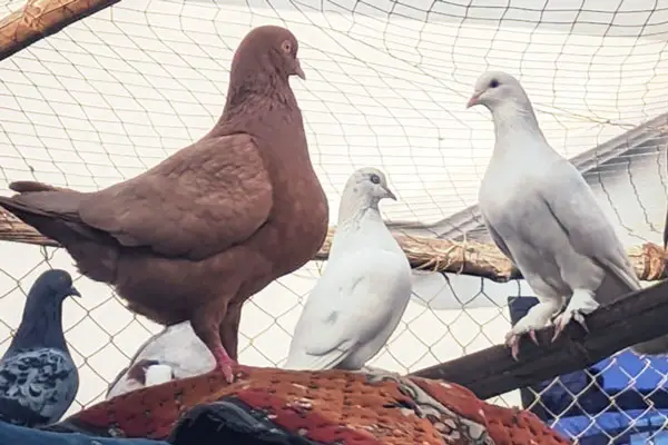 Can Pigeons Talk