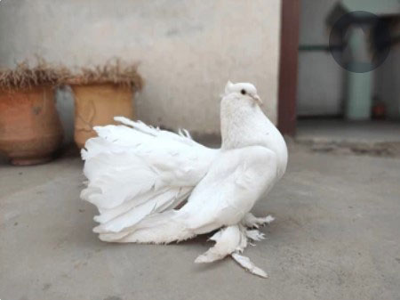 Care And Maintenance Of Fantail Pigeons