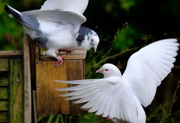 Causes and Solutions of Pigeon Fight At A Glance