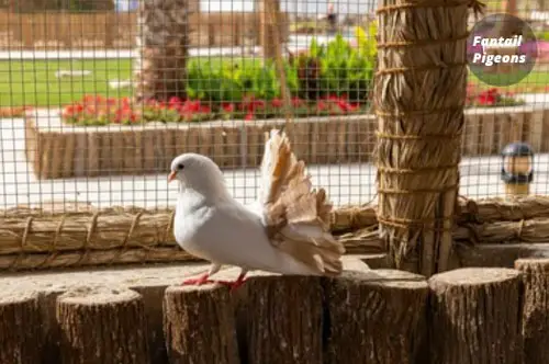 Characteristics Of Fantail Pigeons