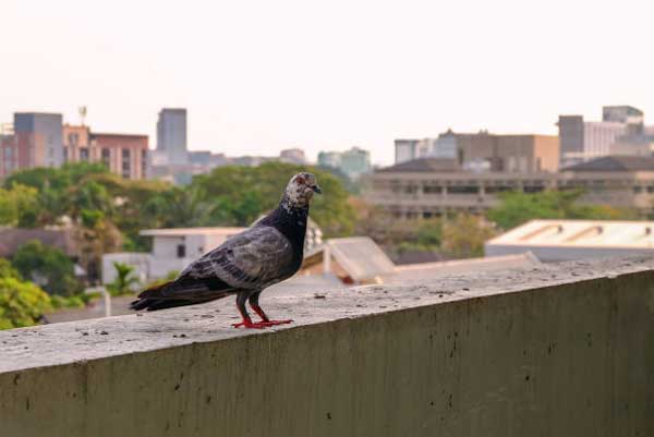 Cleaning Pigeon Poop in a Concrete Balcony