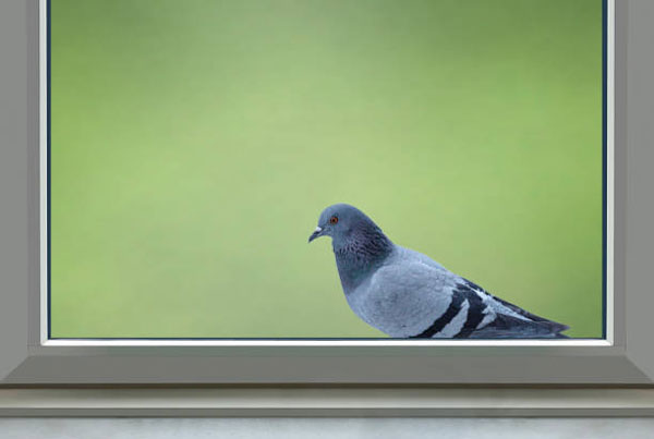 Covering Glass Surfaces When Birds Are Present