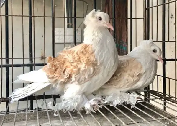 Curly Haired Pigeon Frillback