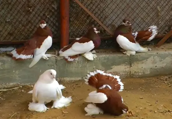 Different Types Of Fantail Pigeons