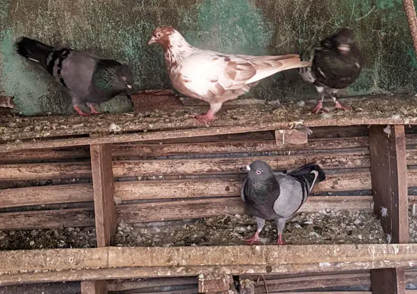 Diseases From Pigeon Poop
