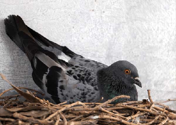 Do Crows Attack Pigeon Nests